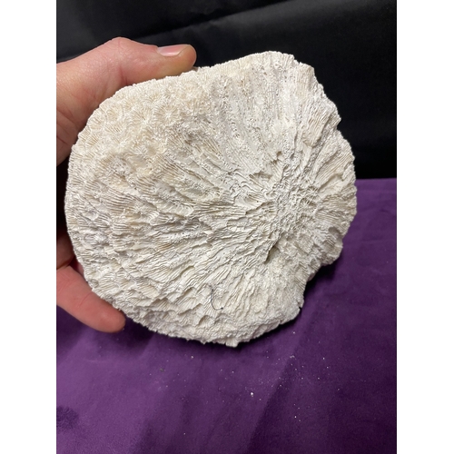 186 - Natural White Brain Coral + White Coral Cluster + Mushroom Coral