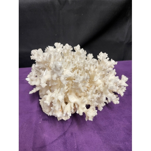 186 - Natural White Brain Coral + White Coral Cluster + Mushroom Coral