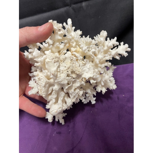 186 - Natural White Brain Coral + White Coral Cluster + Mushroom Coral