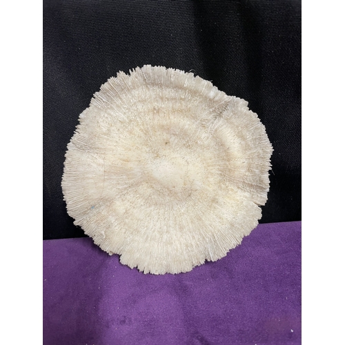 186 - Natural White Brain Coral + White Coral Cluster + Mushroom Coral