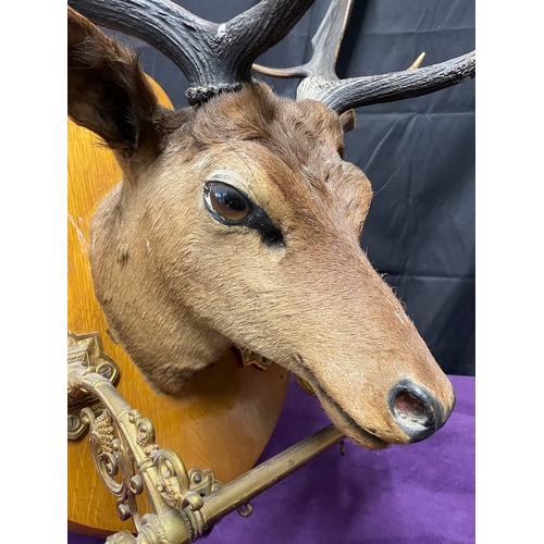 76 - Antique Stag Head with Antlers Display Plaque - Taxidermy