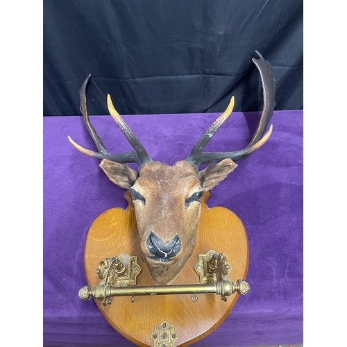 76 - Antique Stag Head with Antlers Display Plaque - Taxidermy