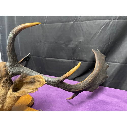 76 - Antique Stag Head with Antlers Display Plaque - Taxidermy