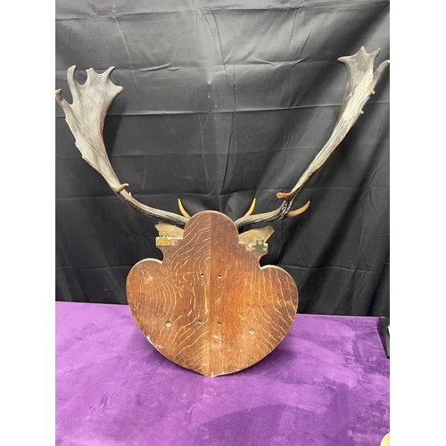 76 - Antique Stag Head with Antlers Display Plaque - Taxidermy