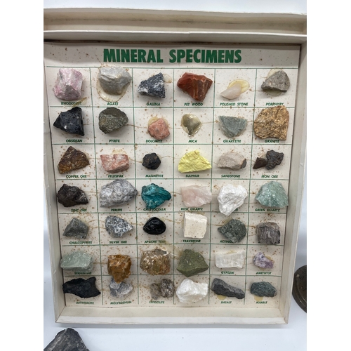 131 - Collection of mineral specimens / fossils / shells