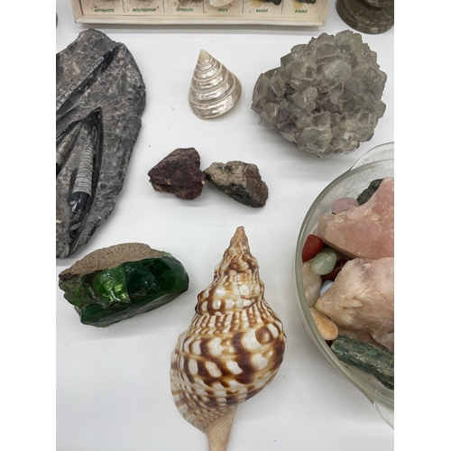 131 - Collection of mineral specimens / fossils / shells