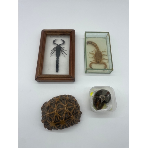 110 - Two cased taxidermy Scorpions, Turtle shell + fossil