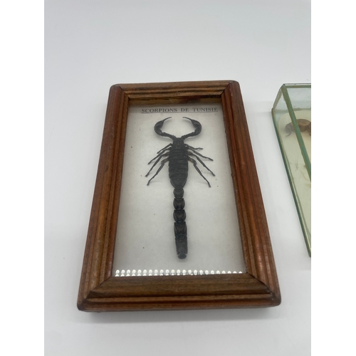 110 - Two cased taxidermy Scorpions, Turtle shell + fossil