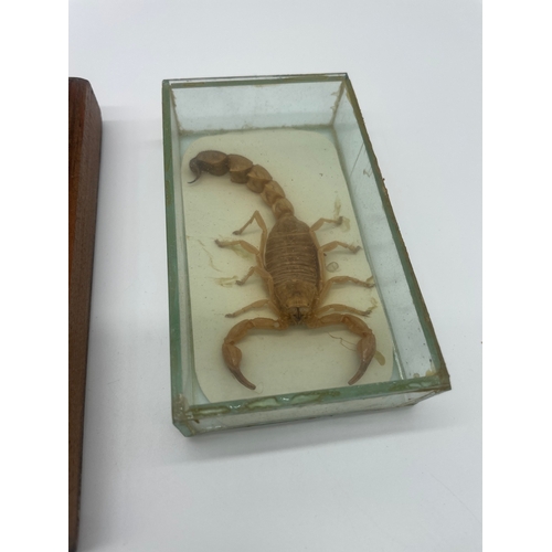 110 - Two cased taxidermy Scorpions, Turtle shell + fossil