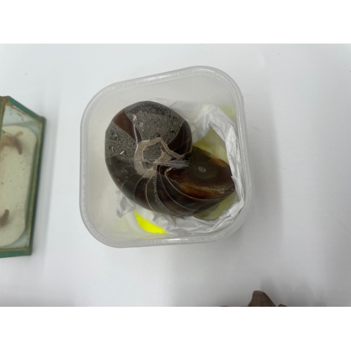 110 - Two cased taxidermy Scorpions, Turtle shell + fossil