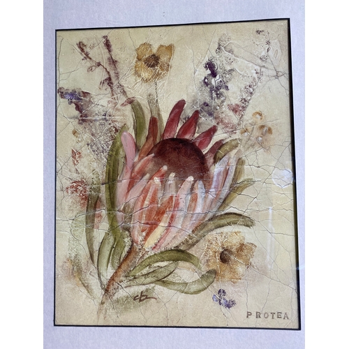 338 - A lovely framed print 'Protea' by C.Blum