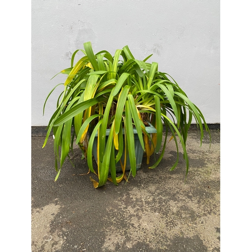 535 - A large plant believed to be a Blue Lilly in a plastic pot.