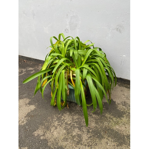 535 - A large plant believed to be a Blue Lilly in a plastic pot.