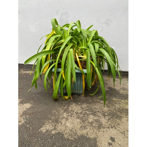 535 - A large plant believed to be a Blue Lilly in a plastic pot.