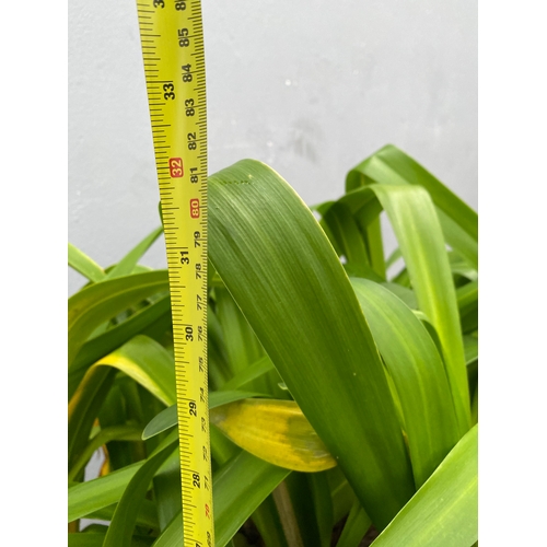 535 - A large plant believed to be a Blue Lilly in a plastic pot.