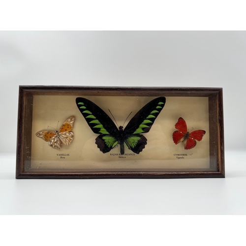 85 - Vintage cased Taxidermy Trio of Butterflies - 12