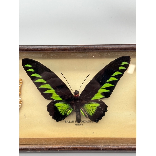 85 - Vintage cased Taxidermy Trio of Butterflies - 12