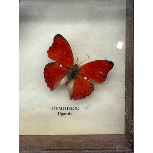 85 - Vintage cased Taxidermy Trio of Butterflies - 12