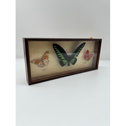 85 - Vintage cased Taxidermy Trio of Butterflies - 12