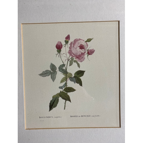 522 - A framed trio of printed named flowers. 

Dimensions - 34