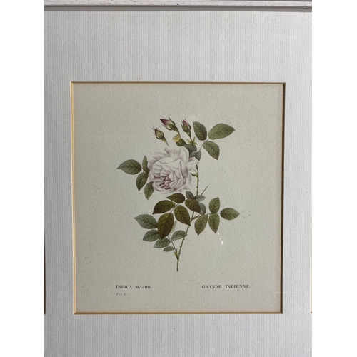 522 - A framed trio of printed named flowers. 

Dimensions - 34