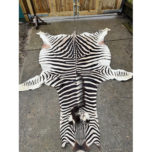 64 - Vintage Taxidermy Full Zebra Hide Rug 315 x 212cm