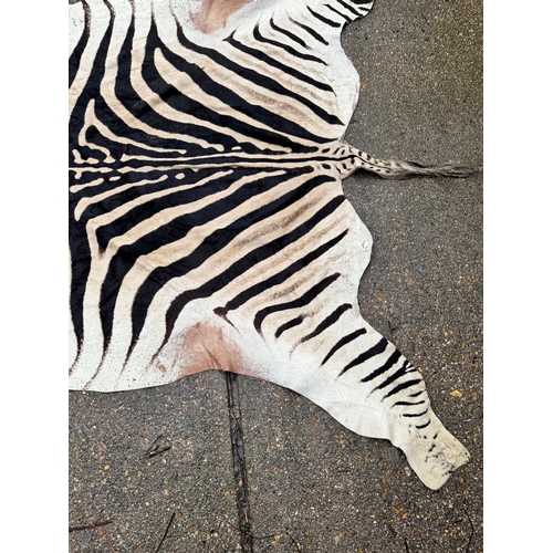 64 - Vintage Taxidermy Full Zebra Hide Rug 315 x 212cm