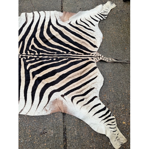 64 - Vintage Taxidermy Full Zebra Hide Rug 315 x 212cm