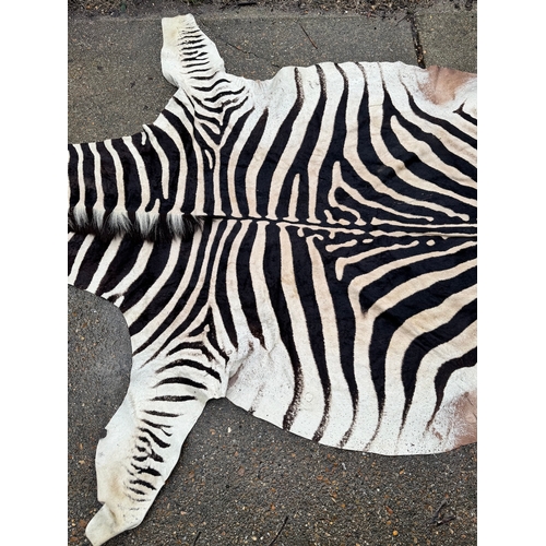 64 - Vintage Taxidermy Full Zebra Hide Rug 315 x 212cm