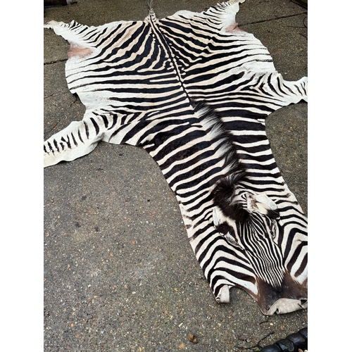 64 - Vintage Taxidermy Full Zebra Hide Rug 315 x 212cm