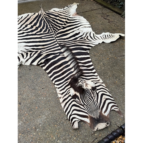 64 - Vintage Taxidermy Full Zebra Hide Rug 315 x 212cm