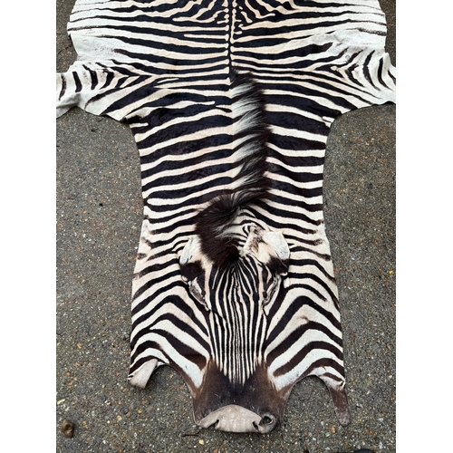 64 - Vintage Taxidermy Full Zebra Hide Rug 315 x 212cm