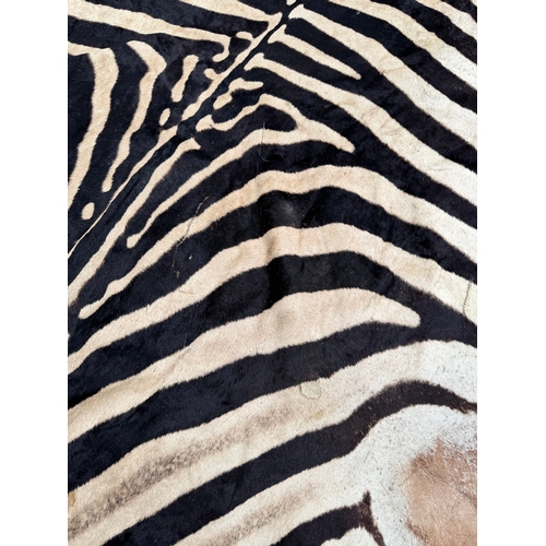 64 - Vintage Taxidermy Full Zebra Hide Rug 315 x 212cm