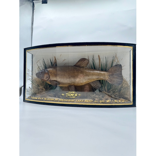 65 - Vintage cased Taxidermy Tench Fish Display - Taken by C Warren at Bedgebury Lake, Kent, Aug 1935 Wei... 