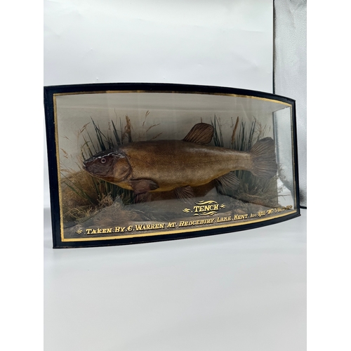 65 - Vintage cased Taxidermy Tench Fish Display - Taken by C Warren at Bedgebury Lake, Kent, Aug 1935 Wei... 