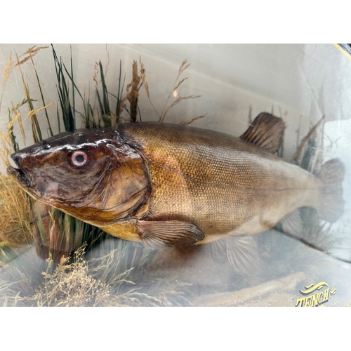 65 - Vintage cased Taxidermy Tench Fish Display - Taken by C Warren at Bedgebury Lake, Kent, Aug 1935 Wei... 