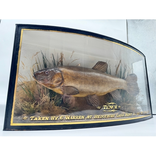 65 - Vintage cased Taxidermy Tench Fish Display - Taken by C Warren at Bedgebury Lake, Kent, Aug 1935 Wei... 