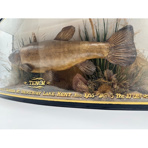 65 - Vintage cased Taxidermy Tench Fish Display - Taken by C Warren at Bedgebury Lake, Kent, Aug 1935 Wei... 