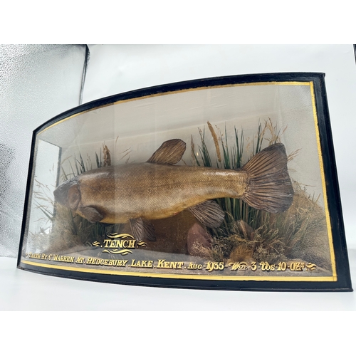 65 - Vintage cased Taxidermy Tench Fish Display - Taken by C Warren at Bedgebury Lake, Kent, Aug 1935 Wei... 