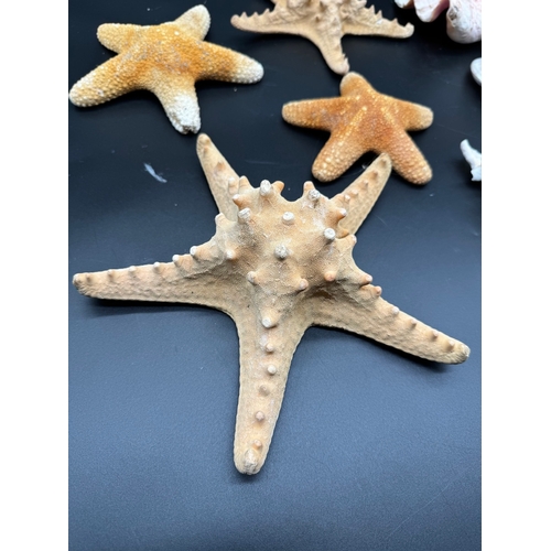 36 - Collection of Starfish + Sea Shells 
Largest Starfish - 26cm / Largest Shell 24cm