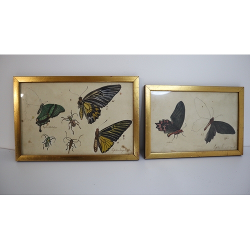 7 - Antique Framed Painted Insect and Butterfly examinations