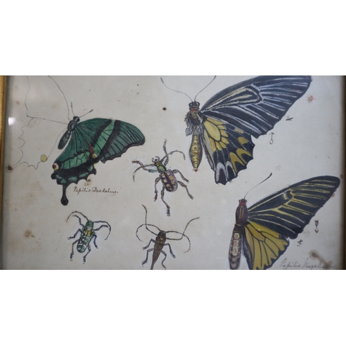 7 - Antique Framed Painted Insect and Butterfly examinations