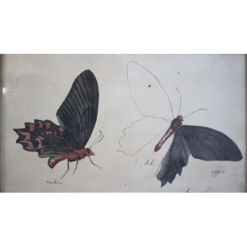 7 - Antique Framed Painted Insect and Butterfly examinations