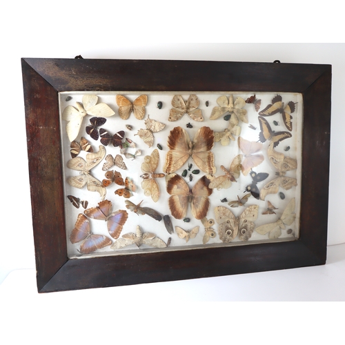 105 - Large 19th century framed World Moth, Butterfly & Beetle Taxidermy display including peanut head lan... 