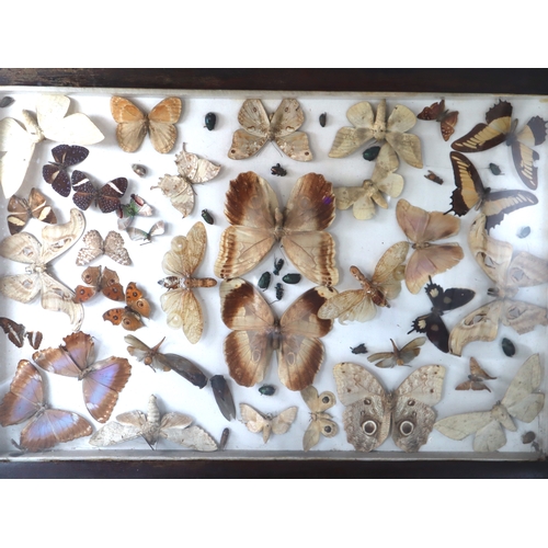 105 - Large 19th century framed World Moth, Butterfly & Beetle Taxidermy display including peanut head lan... 