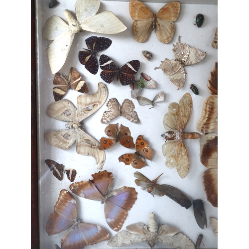 105 - Large 19th century framed World Moth, Butterfly & Beetle Taxidermy display including peanut head lan... 