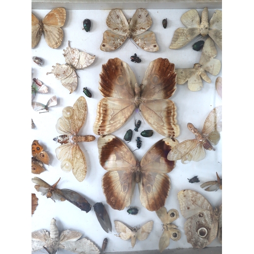 105 - Large 19th century framed World Moth, Butterfly & Beetle Taxidermy display including peanut head lan... 