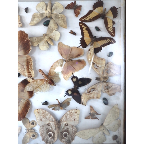 105 - Large 19th century framed World Moth, Butterfly & Beetle Taxidermy display including peanut head lan... 