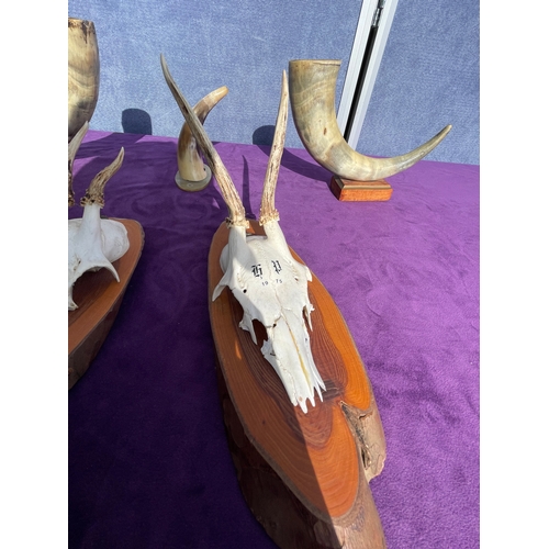 202 - Two deer skulls on wooden plaques and cow horns