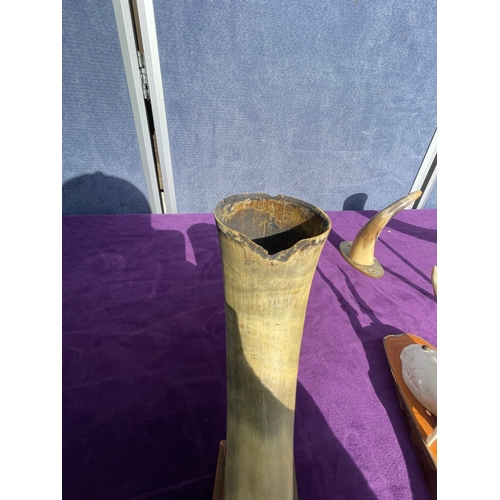 202 - Two deer skulls on wooden plaques and cow horns